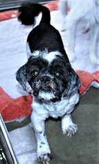 Shih Tzu Dogs for adoption in San Jacinto, CA, USA