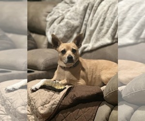 Mutt Dogs for adoption in Oakhurst, NJ, USA