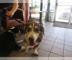Basset Hound Dogs for adoption in Ocala, FL, USA