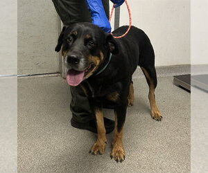 Rottweiler-Unknown Mix Dogs for adoption in Palmetto, FL, USA