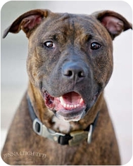 American Pit Bull Terrier Dogs for adoption in Staten Island, NY, USA