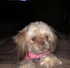 Shih Tzu Dogs for adoption in Hedgesville, WV, USA