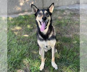 German Shepherd Dog Dogs for adoption in Modesto, CA, USA