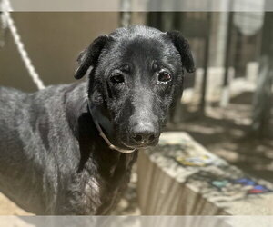 Labrador Retriever-Unknown Mix Dogs for adoption in Martinez, CA, USA