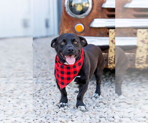 American Pit Bull Terrier-Pembroke Welsh Corgi Mix Dogs for adoption in McKinney, TX, USA