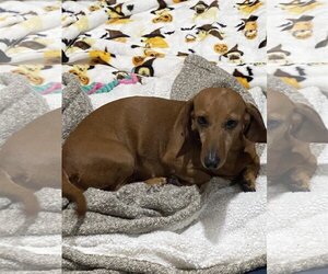 Dachshund Dogs for adoption in Sioux Falls, SD, USA