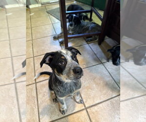 Mutt Dogs for adoption in Sebec, ME, USA
