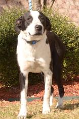 Borador Dogs for adoption in Little Rock, AR, USA