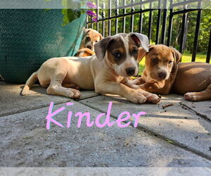 Mutt Dogs for adoption in Sterling, MA, USA