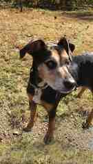 Mutt Dogs for adoption in Asheville, NC, USA