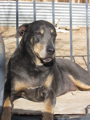 Doberman Pinscher-Labrador Retriever Mix Dogs for adoption in tucson, AZ, USA