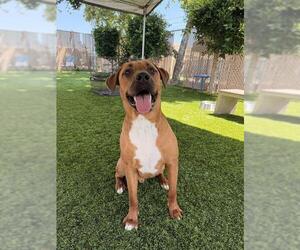 Labrador Retriever-Rhodesian Ridgeback Mix Dogs for adoption in Chula Vista, CA, USA