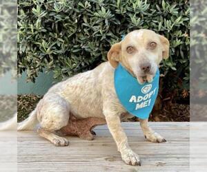 Dachshund Dogs for adoption in Pacific Grove, CA, USA