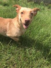 Dorgi Dogs for adoption in Jackson, MS, USA