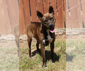 American Pit Bull Terrier-Huskies  Mix Dogs for adoption in Wetumpka, AL, USA