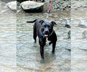 American Pit Bull Terrier-Unknown Mix Dogs for adoption in Germantown, OH, USA
