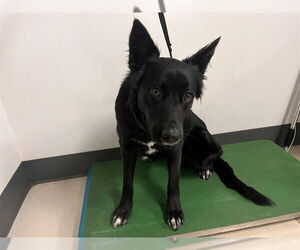 Australian Shepherd-Unknown Mix Dogs for adoption in Corona, CA, USA