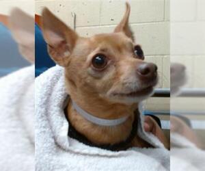 Chihuahua-Unknown Mix Dogs for adoption in Downey, CA, USA