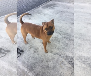 American Staffordshire Terrier-Pug Mix Dogs for adoption in West Palm Beach, FL, USA