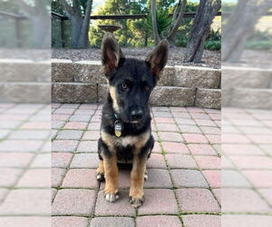 German Shepherd Dog Dogs for adoption in Cupertino, CA, USA