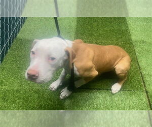 American Pit Bull Terrier Dogs for adoption in Downey, CA, USA