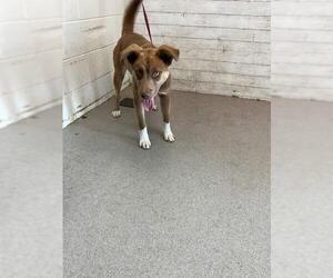 German Shepherd Dog-Unknown Mix Dogs for adoption in San Bernardino, CA, USA
