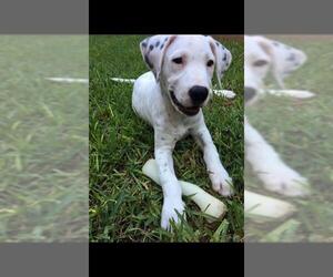Dalmatian Dogs for adoption in BULLARD, TX, USA