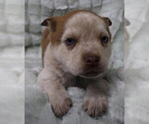 Mutt Dogs for adoption in Thief River Falls, MN, USA