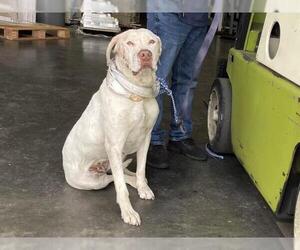 Labrador Retriever Dogs for adoption in Riverside, CA, USA