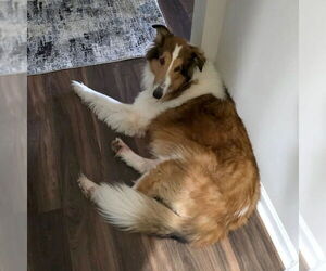 Collie Dogs for adoption in Dublin, OH, USA