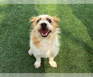Border Terrier-Cairn Terrier Mix Dogs for adoption in Orange, CA, USA