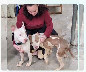 American Staffordshire Terrier Dogs for adoption in Stover, MO, USA