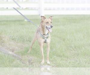 Raggle Dogs for adoption in Louisville, KY, USA