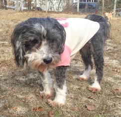 Havanese Dogs for adoption in Loganville, GA, USA