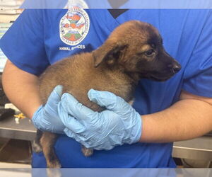 German Shepherd Dog-Unknown Mix Dogs for adoption in San Bernardino, CA, USA