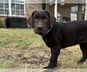 Labrador Retriever Dogs for adoption in Denton, TX, USA