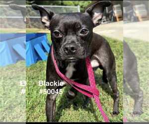 French Bullhuahua Dogs for adoption in Spring Lake, NC, USA