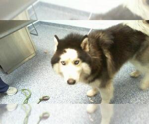 Alaskan Malamute Dogs for adoption in Charlotte, NC, USA