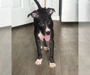 Mutt Dogs for adoption in San Antonio, TX, USA