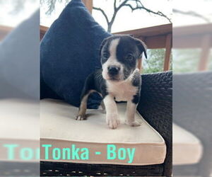 American Staffordshire Terrier-Unknown Mix Dogs for adoption in San Antonio, TX, USA