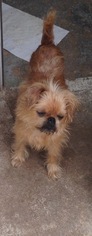 Brussels Griffon Dogs for adoption in Plant City, FL, USA
