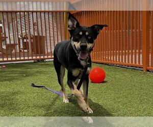 German Shepherd Dog-Siberian Husky Mix Dogs for adoption in Las Vegas, NV, USA