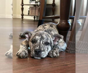 Mutt Dogs for adoption in Cary, NC, USA