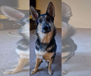 German Shepherd Dog Dogs for adoption in Cuyahoga Falls , OH, USA