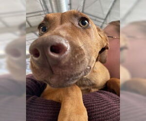 Doberman Pinscher Dogs for adoption in Salinas, CA, USA
