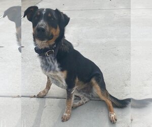 German Shepherd Dog-Unknown Mix Dogs for adoption in San Jose, CA, USA