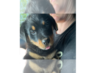 Rottweiler Dogs for adoption in Gilbert, AZ, USA