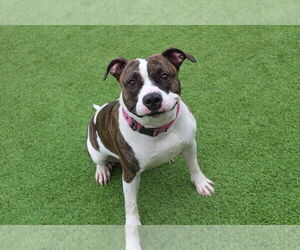 Mutt Dogs for adoption in Chestertown, MD, USA
