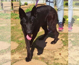 German Shepherd Dog-Unknown Mix Dogs for adoption in Wetumpka, AL, USA