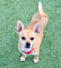 Chihuahua-Unknown Mix Dogs for adoption in Grass Valley, CA, USA